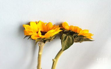 亚马逊如何排查专利侵权