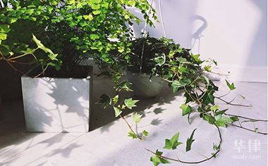 实用专利申请作废了怎么恢复原状