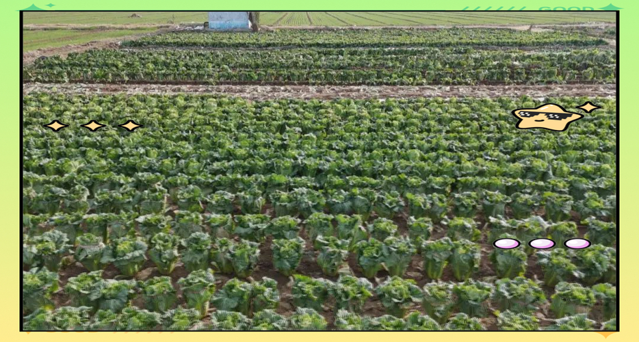 宁阳：一枚“桥白”商标激活千亩菜园